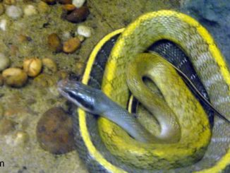 Giftige Schlangen in Thailand