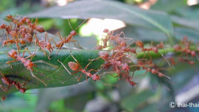 Thailand Ameisen