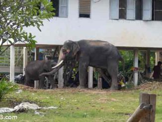Elefantendorf Thailand