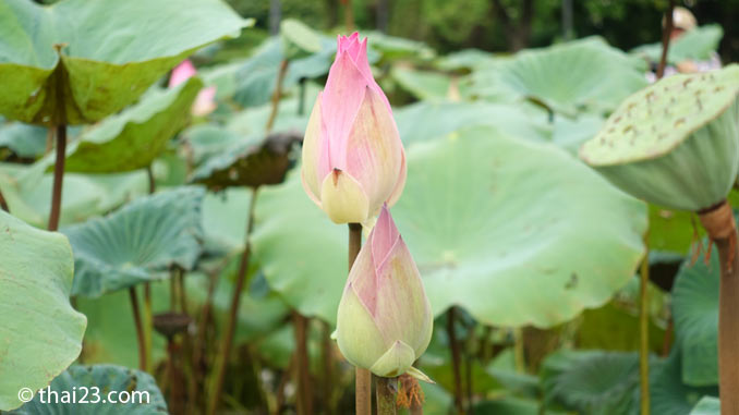 Lotusblumen Thailand