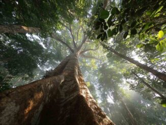 Kapokbaum in Thailand (Ton Nun) | ต้นนุ่น
