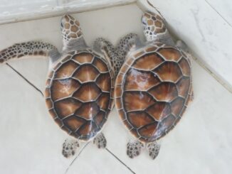 Schildkröten Thailand