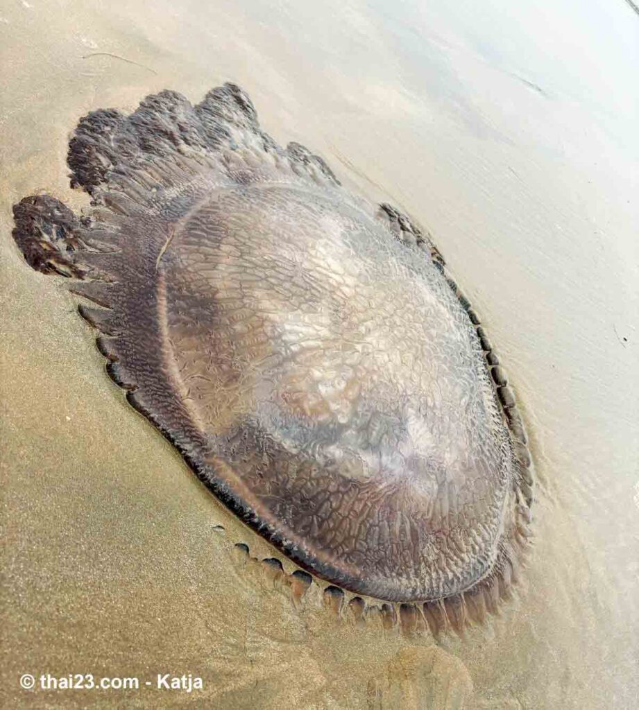 Qualle vom Strand Hat Son, Bang Saphan