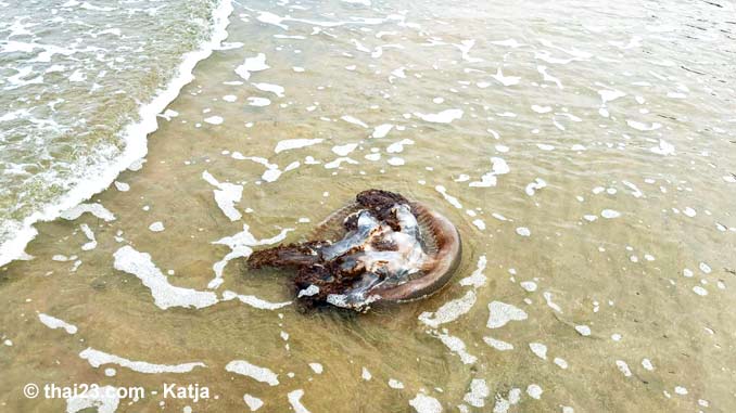 Qualle vom Strand Hat Son, Bang Saphan