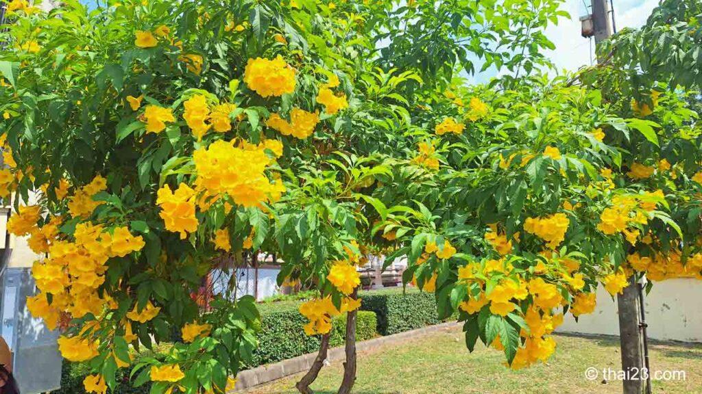 Sträucher mit gelben Blüten im Sri Muang Park