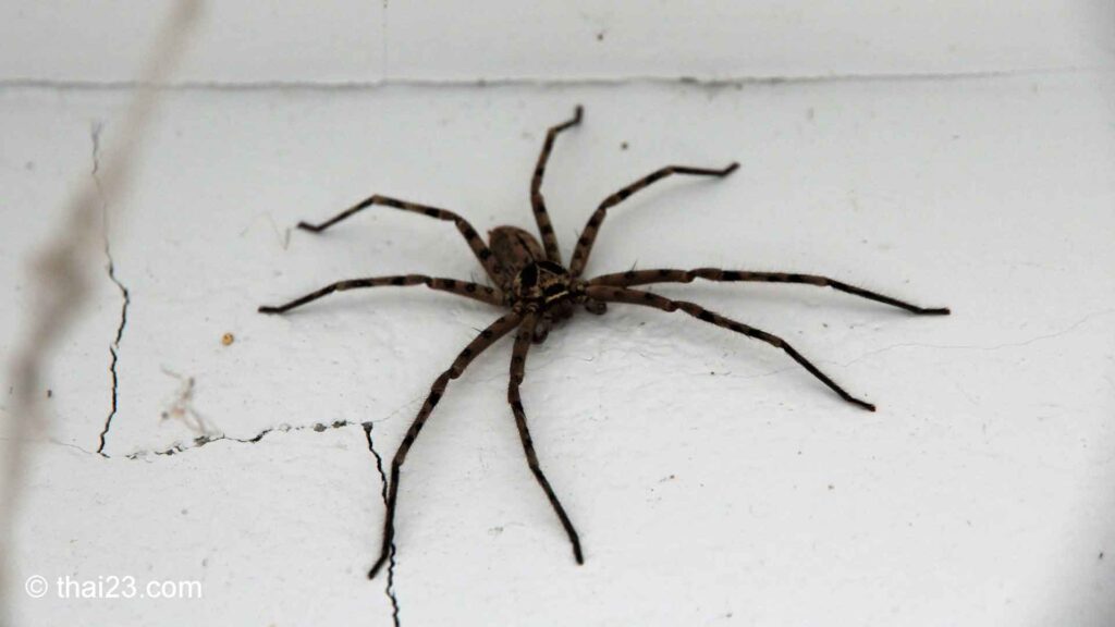 Riesenkrabbenspinne in Thailand. Man nennt sie auch Laotische Riesenkrabbenspinne oder Huntsman Spinne