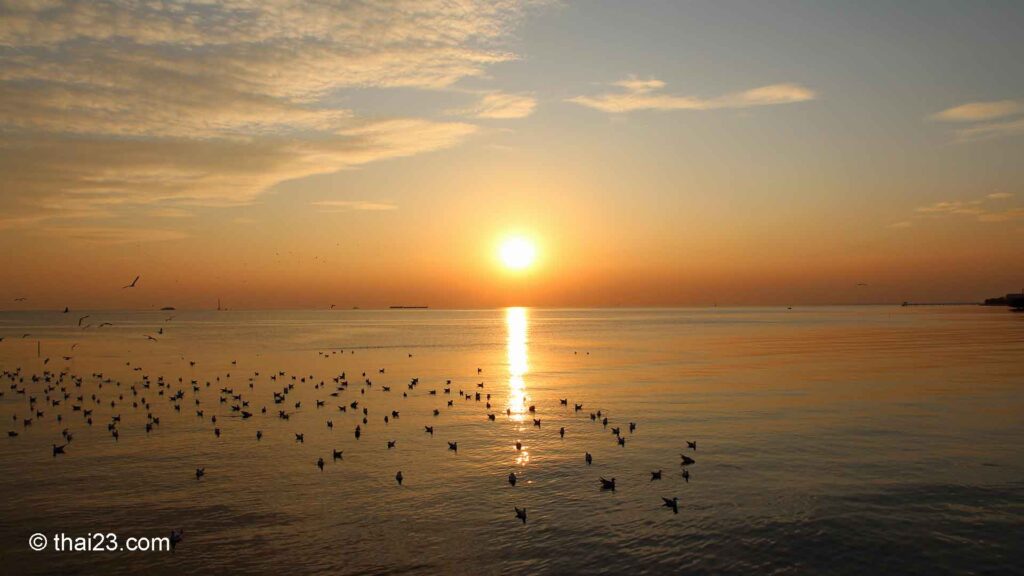 Bang Pu Pier swimmende Möven im Golf von Thailand bei Sonnenuntergang