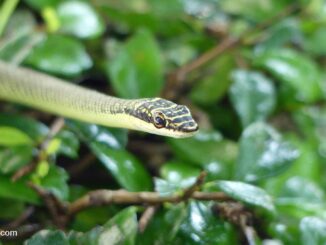 Schmuckbaumnatter (Chrysopelea ornata ornatissima)