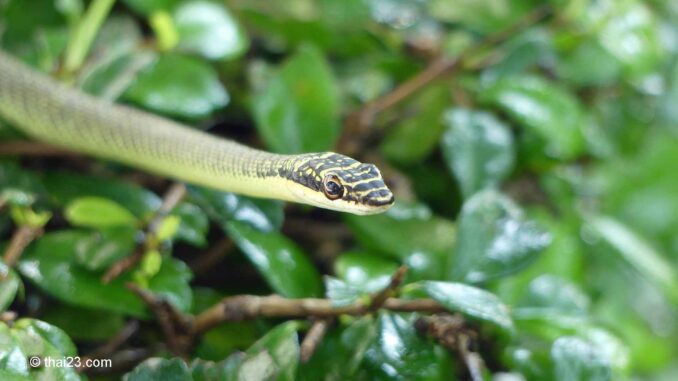 Schmuckbaumnatter (Chrysopelea ornata ornatissima)