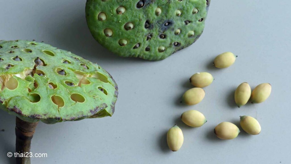 Lotusfrucht und Lotussamen
