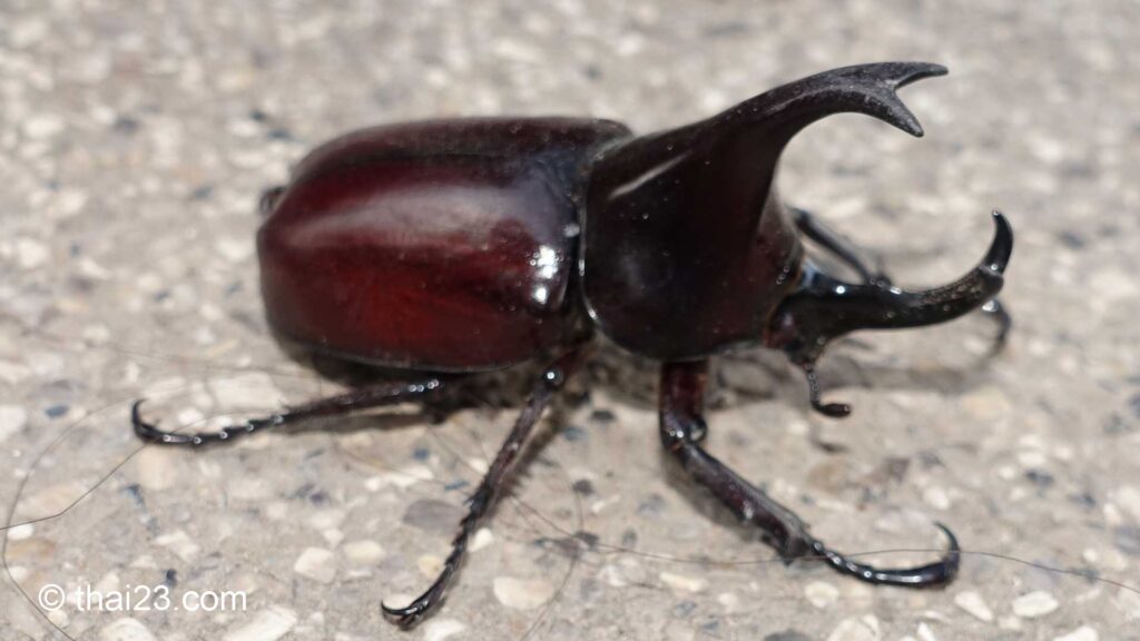 Nashornkäfer Thailand
