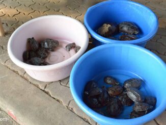 Schildkröten kaufen und dann wieder Schildkröten freilassen