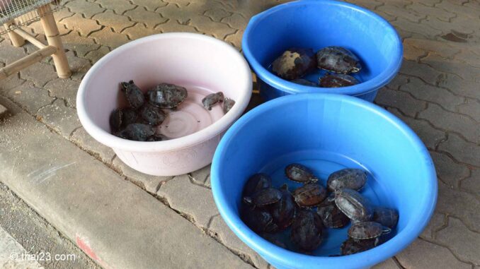 schildkroeten-verkauf-zum-freilassen-thailand Schildkröten kaufen und dann wieder Schildkröten freilassen